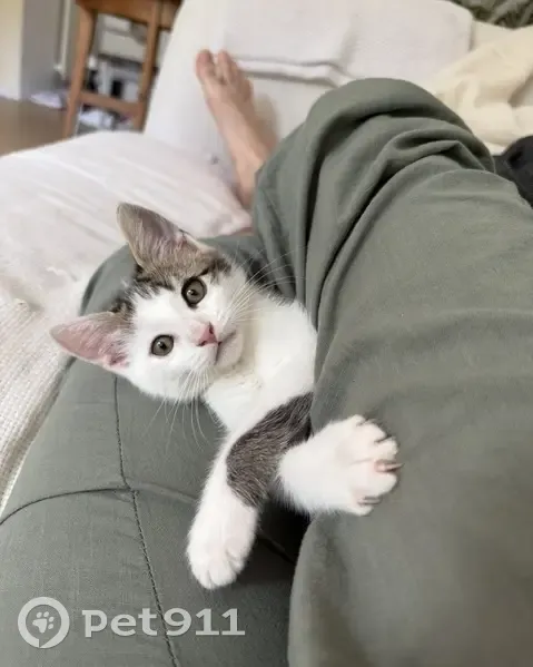 Perdu : Chaton Jimmy, 3 mois, Talence - photo