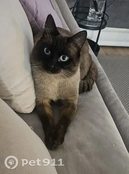 Haru, siamois 2 ans perdu à Gennevilliers - photo