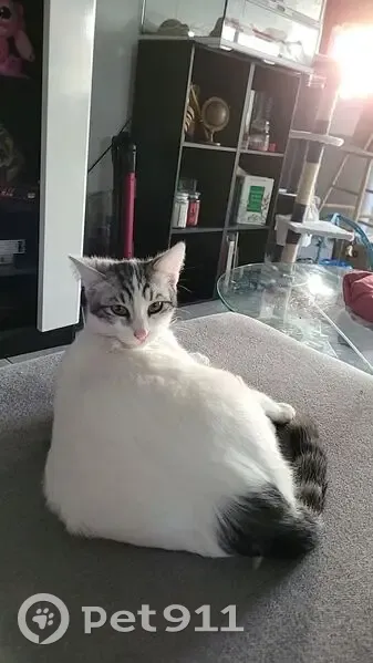 Chat perdu : blanc, tête/queue tigrées - photo
