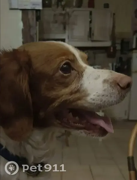 Chien perdu : Nola, épileptique, Montesquieu - photo