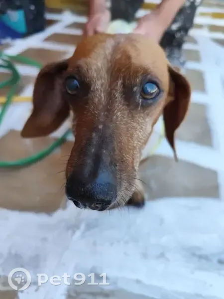 Cachorro encontrado - photo