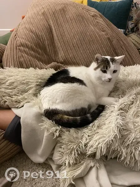 Chat perdu : blanc, taches brunes, louche un peu - photo