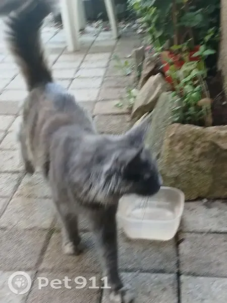 Chat gris/beige trouvé Rue des Anglanciers - photo