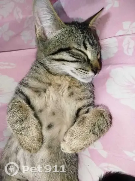 Chatte tigrée perdue, 6 mois, rue Mornay - photo
