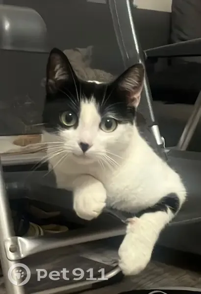 Chachoue, chatte perdue, noire et blanche - photo