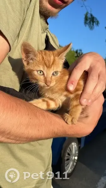 Chaton roux trouvé, avenue des Gayeulles - photo