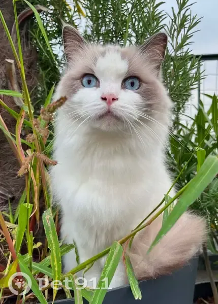 Chat perdue blanc/gris, yeux bleus Neuilly - photo