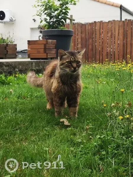 Chat Yoshi perdu à Beaufou, rue Néfliers - photo