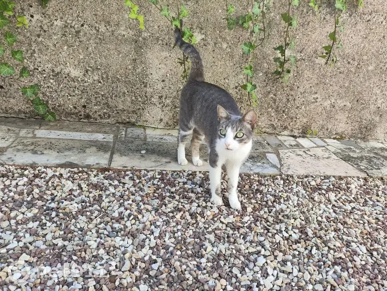 Chatte grise et blanche trouvée à Nantes - photo
