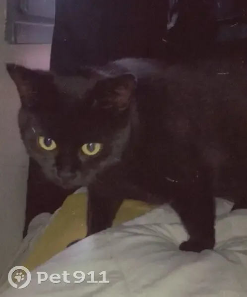Chatte noire perdue à Meaux, 4 ans - photo
