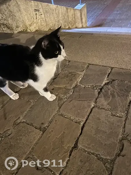 Chat noir et blanc trouvé à Meudon - photo