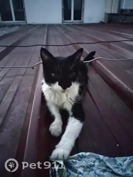 Chatte perdue noir et blanc à Versailles - photo