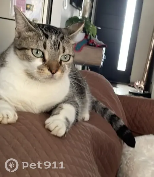 Chat perdu à Ury : câlin et sociable - photo