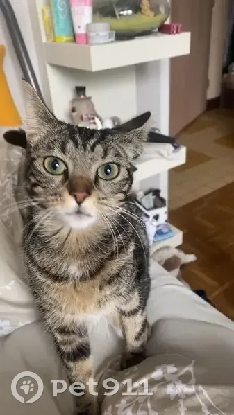 Chat perdu à Collégien, près de l'église - photo