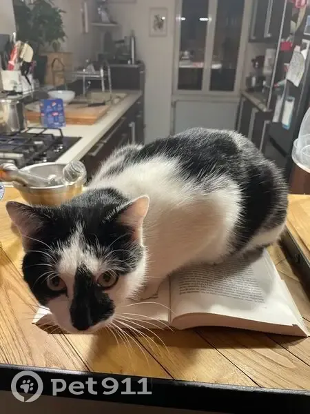 Chat perdu : Bibou, noir et blanc, sociable - photo