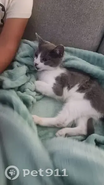 Chaton gris-blanc trouvé à Vourles - photo