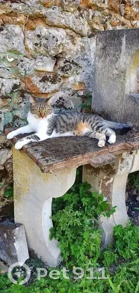 Chat perdu, craintif, rue Guy Mocquet - photo