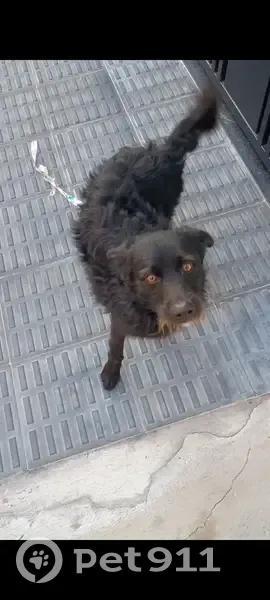 Cachorro encontrado - photo