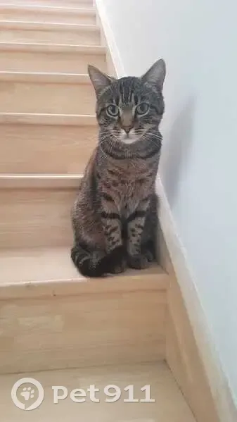 Chat perdu : Mitsu, tigré gris, sociable - photo