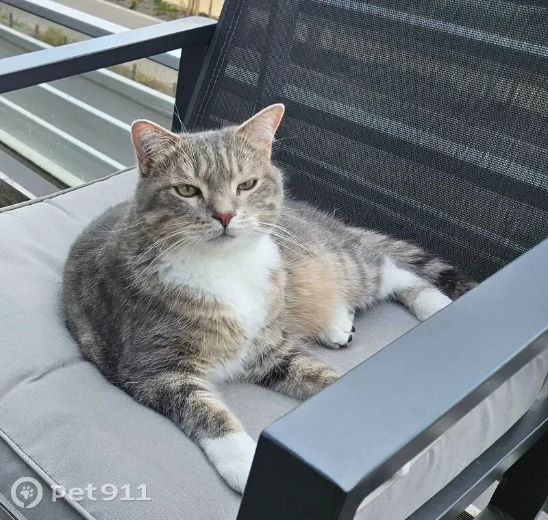 Chat perdu : Wifi, tigré gris et blanc - photo