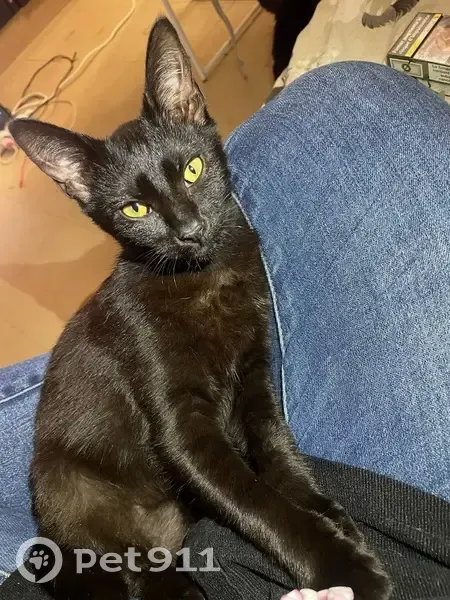 Chat perdue, bosse sur le nez, Bagneux - photo