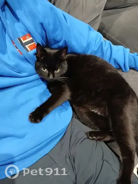 Chat noir perdu, tâche blanche, Rillieux - photo