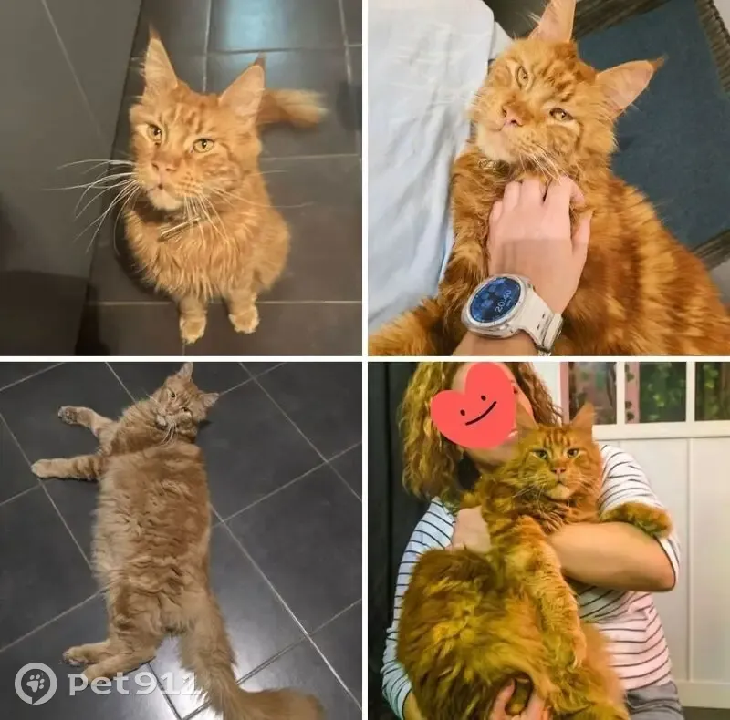 Chat Maine Coon perdu, 5 ans, rue Jules Elby - photo
