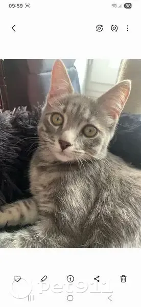 Chat perdu : Charli, gris tigré, Lacenas - photo