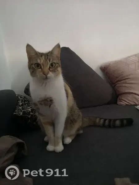 Chatte perdue, pucée, rue Jules Ledin - photo