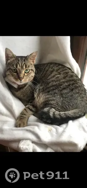 Perdu : Chat tigré Limbo à Cesson - photo