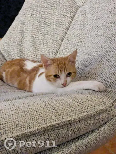 Chatte perdue : Maggie, 1 an, Agen - photo