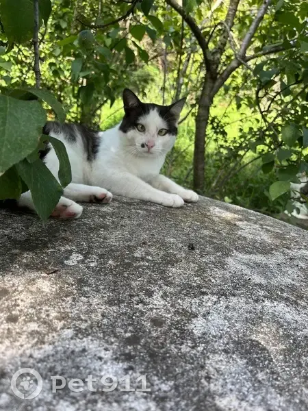 Chat perdu à Grasse, route de Plascassier - photo