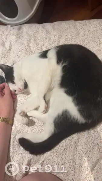 Chat noir et blanc perdu à Clamart - photo