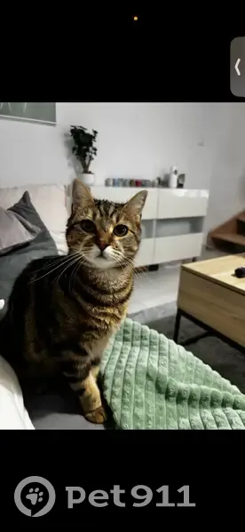 Chat tigré roux perdu, museau blanc, Linselles - photo