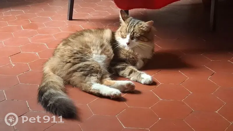 Chat perdu : Bedgek, tigré et craintif - photo