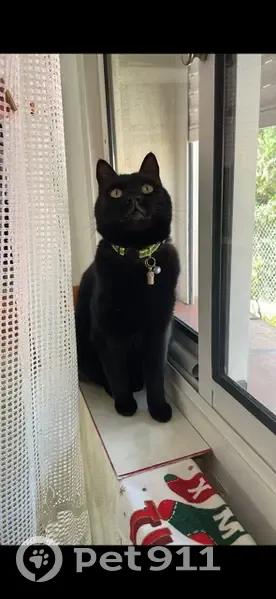 Chatte noire perdue, collier jaune, La Valette - photo