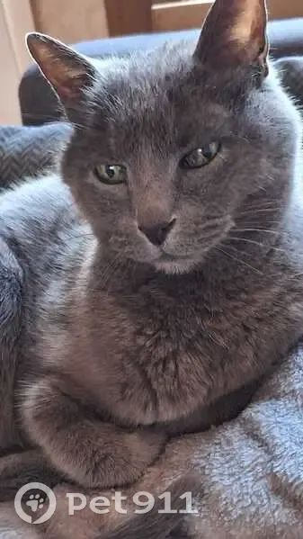 Chat Gris perdu, 19 ans, Rue du Hameau - photo