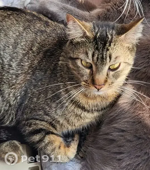 Chat tigré perdu, joueur, Pessac - photo