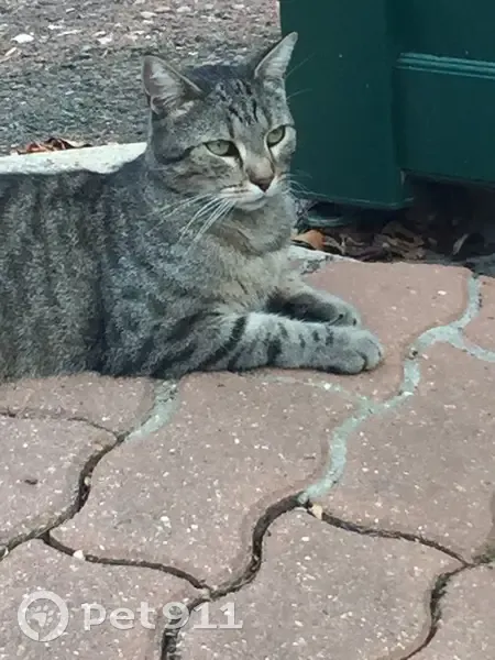 Chat perdu, 12 ans, Place Charles de Gaulle - photo