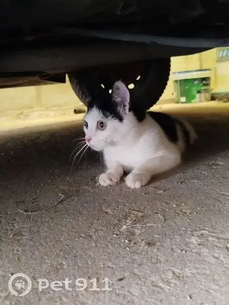 Chat noir et blanc trouvé à Saint-Quentin - photo
