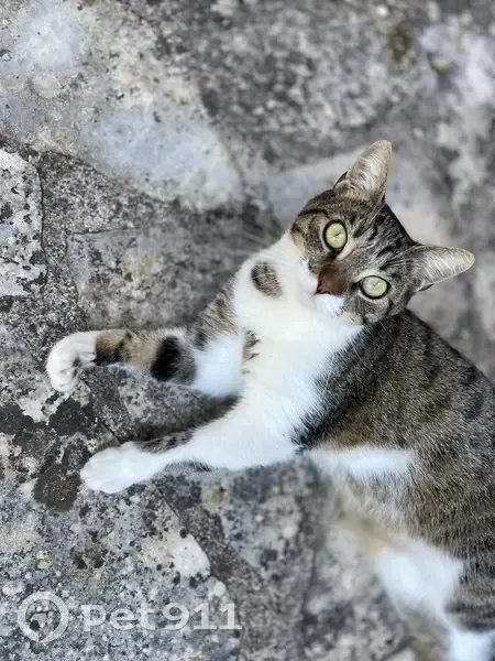 Chat perdu, Rue du Marché aux Truffes - photo