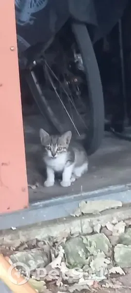 Chaton gris-blanc trouvé à Fontenay-le-Comte - photo