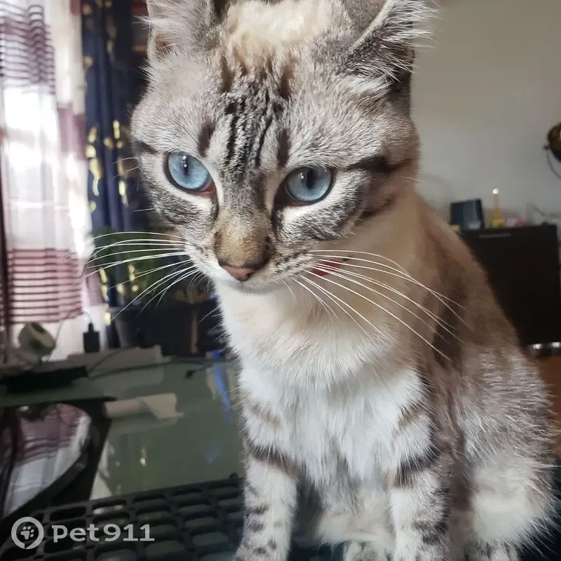 Chat perdu, yeux bleus, Sérignan - photo