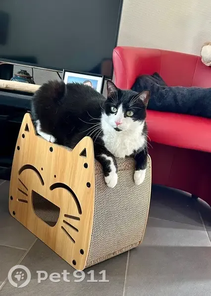 Chat perdu, 8 ans, rue Clovis Chirin, Aubière - photo
