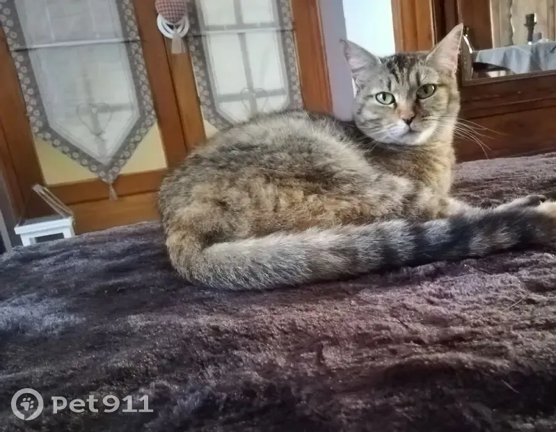 Chatte tigrée perdue à Roncq vendredi - photo