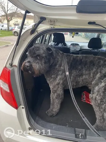 Chien gris foncé perdu à Feytiat - photo