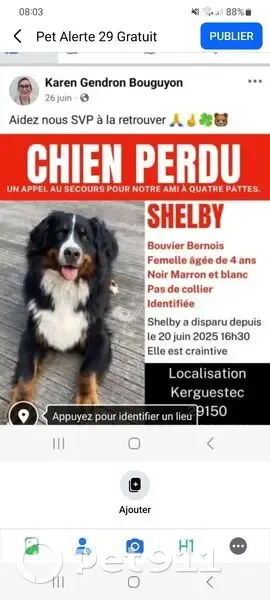 Chienne Bouvier bernois perdue à Châteaulin - photo