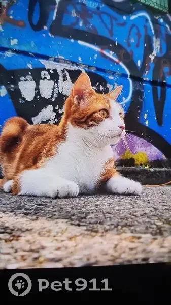 Chat mâle roux et blanc perdu à Montauban - photo