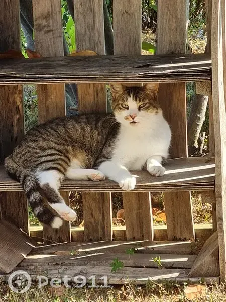 Chat tigré blanc perdu, rue Salvador Allende - photo