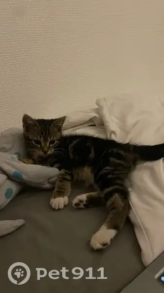 Chat trouvé près du parc Rue Chevreul - photo